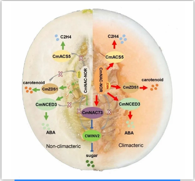圖2. CmNAC-NOR自然變異位點調控呼吸躍變甜瓜及非呼吸躍變甜瓜果實成熟模式圖