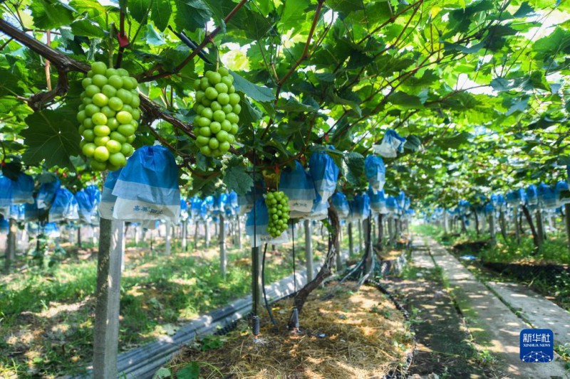 7月27日，在位于嘉興南湖區鳳橋鎮的清清農場，自動灌溉系統給葡萄澆水。